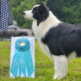 Border Collies and Chinese Cresteds from Coylety Kennel