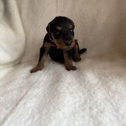 Millie - Black and tan female Airedale Terrier puppy in Thomasville, North Carolina from Beitzel Babies