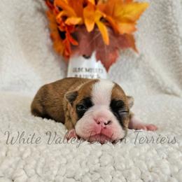 Winnie - Brindle and white female Boston Terrier puppy in Mulberry, Arkansas from White Valley Boston Terriers
