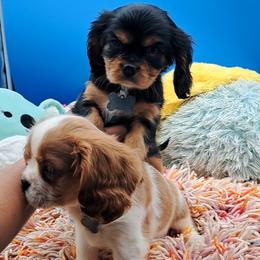 Cavalier King Charles Spaniel Puppies from S. Mancha