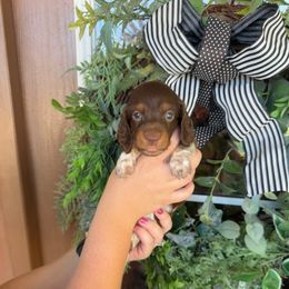 Boy 5 - Piebald male Dachshund puppy in Aurora, Missouri from Baker Farms