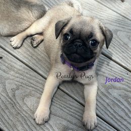 Jordan - Fawn female Pug puppy in Summerville, Georgia from Pearly’s Pugs & Pollywog Poodles