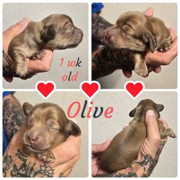 Olive - Chocolate and cream female Dachshund puppy in New Caney, Texas from BouncinMiniWeenies