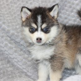 Pomsky Puppies from SZ Rolling Acres LLC