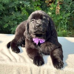 Miss Purple - Black female Newfoundland puppy in Falmouth, Michigan from Dyer Lake Newfoundland’s
