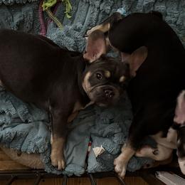 Blue and Tan - Blue fawn male French Bulldog puppy in Wellington, Colorado from Blood Family Frenchies and Bouvs