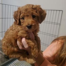 Tiger - Red  male Goldendoodle puppy in Pleasant Grove, Utah from Goldendoodles of Utah County