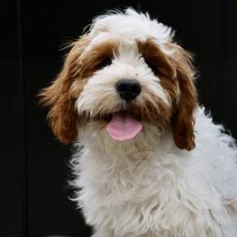 Bernedoodle and Cavapoo Puppies from Lawler’s Legacy Litters