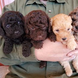 Poodle puppies from Cedar House Heritage Poodles | AKC Toy & Miniature Poodle Puppies Raised in Home