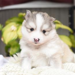 Kyzu - Silver male Pomsky puppy in Coos Bay, Oregon from Ocean View Pomskies