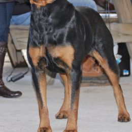 Rottweilers from L and L Rottweilers