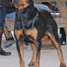 Rottweilers from L and L Rottweilers