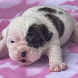 Boy 1 - male Bulldog puppy in Wichita, Kansas from Waltman's Bulldog's