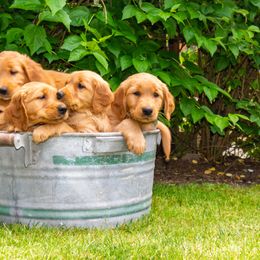 Golden Retriever Puppies from Singing Dog Farm