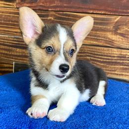 Miniature Australian Shepherds, Pembroke Welsh Corgis, and Toy Australian Shepherds from Triple J Aussies and Corgis