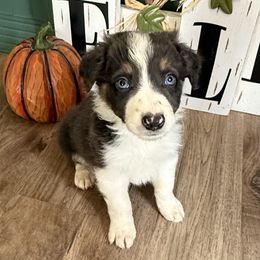 Adam - Tri-color male Border Collie puppy in Guffey, Colorado from Sunset Ridge