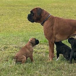 Gatsby - Boxer