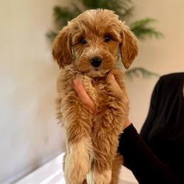 Cherry - Apricot female Goldendoodle puppy in Kenansville, North Carolina from J+A Family Doodles