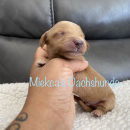 Chocolate chip - Red Dachshund puppy in Orem, Utah from Miekca’s Dachshunds
