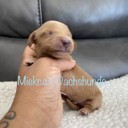 Chocolate chip - Red Dachshund puppy in Orem, Utah from Miekca’s Dachshunds