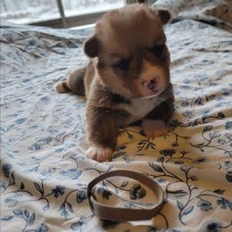 Gray - White and red male Pembroke Welsh Corgi puppy in Aleppo, Pennsylvania from Donna's Corgis