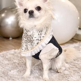 Chihuahua All Grown Up from Little angels
