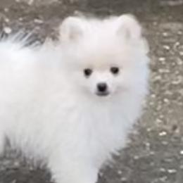 French Bulldogs and Pomeranians from Legendary French Bulldogs
