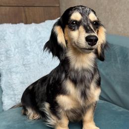 Zelda - Dachshund