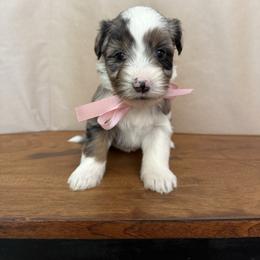 Juliet - Blue merle female Aussiedoodle puppy in Eastland, Texas from H5 Mini Doodles