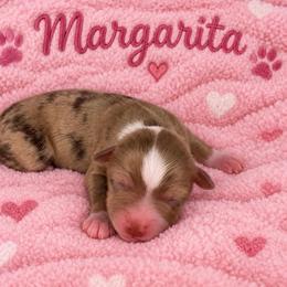 Margarita - Red merle female Miniature Australian Shepherd puppy in Bronson, Iowa from Crazy Acres Aussies