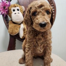 Sasha - Red  female Poodle puppy in Spartanburg, South Carolina from Taya's Pups
