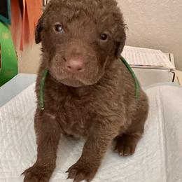 Green collar - Brown male Chesapeake Bay Retriever puppy in North Port, Florida from Whispering Oak Chesapeakes