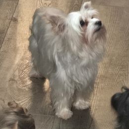 Briar - Yorkshire Terrier