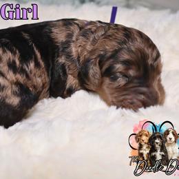 Purple Girl - Merle female Bernedoodle puppy in Enfield, Connecticut from Sweet Connecticut Doodles