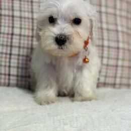 Miniature Schnauzer Puppies from I & J Miniature Schnauzers