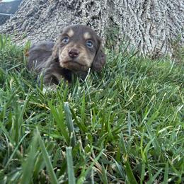 Pluto - Chocolate and cream male Dachshund puppy in Anderson, California from FiveThreeZeroMiniDachshunds