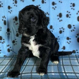 Millie - Black and white female Bernedoodle puppy in Battle Creek, Michigan from T-Rose’s Bernedoodle & Pomsky Puppies