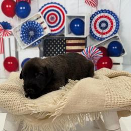 Boy 3 - Brindle male Irish Wolfhound puppy in Burlington, Kentucky from Cu Faoil Kennels