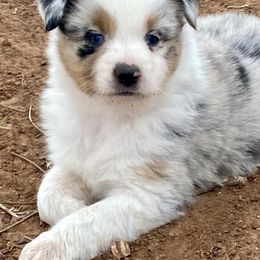 Australian Shepherd, Miniature Australian Shepherd, and Toy Australian Shepherd Puppies from Hunt Farms Mini Aussies