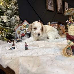 Yellow - Parti male Poodle puppy in Vidor, Texas from East Bunch Poodles