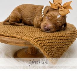 Yasmin - Red  female Goldendoodle puppy in State Road, North Carolina from Must Love Doodles