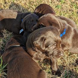 Labrador Retrievers from Rapidan River Labradors