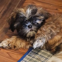 Sammy - Brindle male Shih Tzu puppy in Victorville, California from RUMBLE n TUMBLE