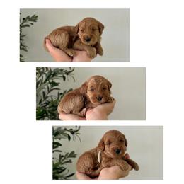 2nd Pick - Red  male Goldendoodle puppy in Madisonville, Kentucky from Carlie and Co. Goldendoodles
