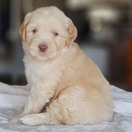 Boy 5 - Caramel red male Australian Labradoodle puppy in Glenford, Ohio from Mi-De Doodles