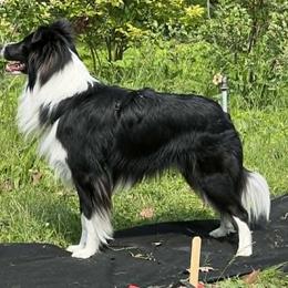 Old Time Scotch Collies and Scottish Collies from Sgàil Scottish Collies