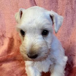 White chocolate female - White female Miniature Schnauzer puppy in Boaz, Alabama from Sweet Home Schnauzers