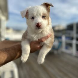 Miniature Australian Shepherd Puppies from All That Auss Mini Aussies