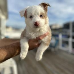 Miniature Australian Shepherd Puppies from All That Auss Mini Aussies