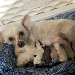 Chinese Crested and Poodle Puppies from Ariella Standard Poodles & Chinese Cresteds